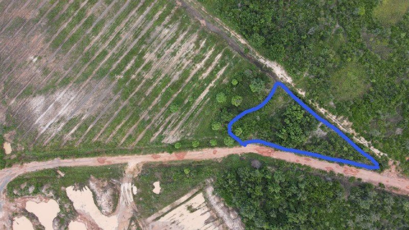 An aerial photo of a triangular plot outlined in blue, between a dirt road and rows of trees