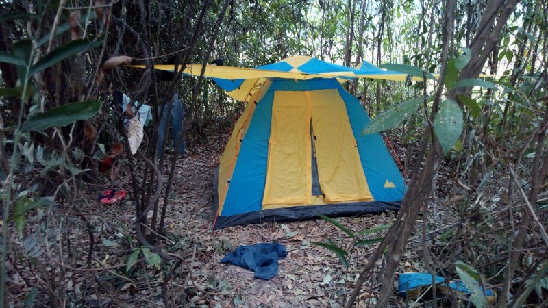 A blue and yellow tent among young trees, with clothes hanging to dry