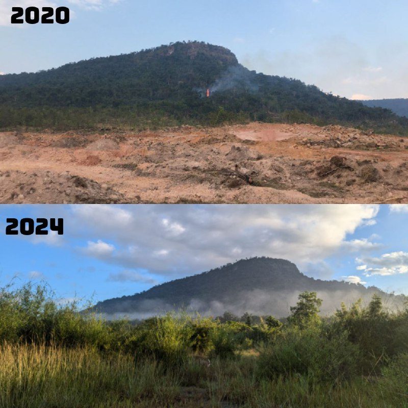 The same hill in 2020, bare and burnt with red soil, and in 2024, green and recovering