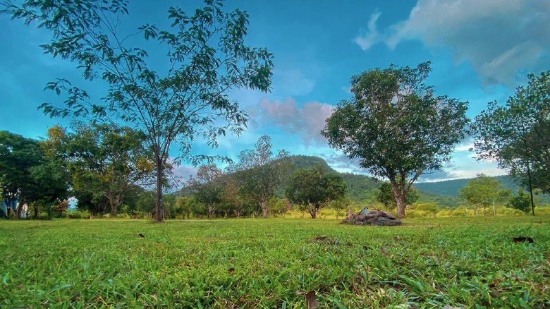 Short green grass and scattered trees under a blue sky, with a forested hill in the distance