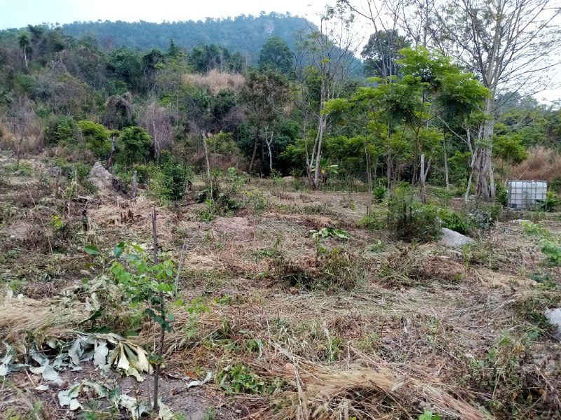 Young trees among cut grass on a slope, with the hill behind