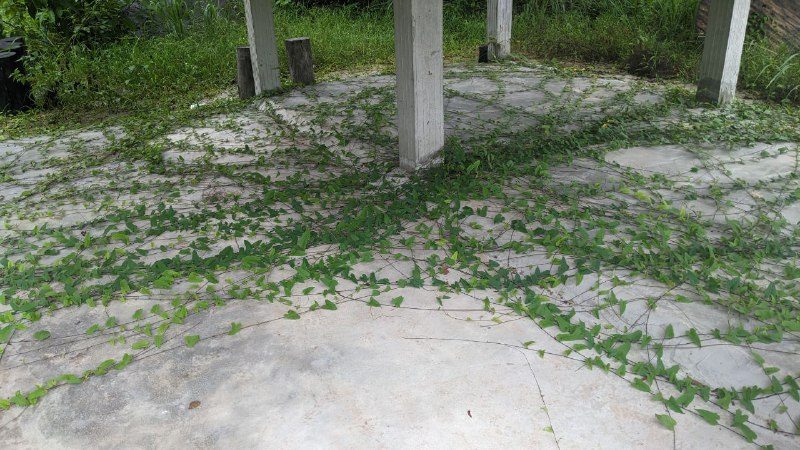 Creeping plants growing across a paved floor between concrete posts