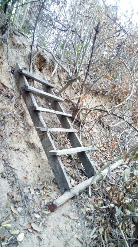 A wooden ladder leaning against a steep, dry bank among bare branches